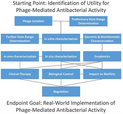 Editorial: Phage Therapy: Past, Present and Future